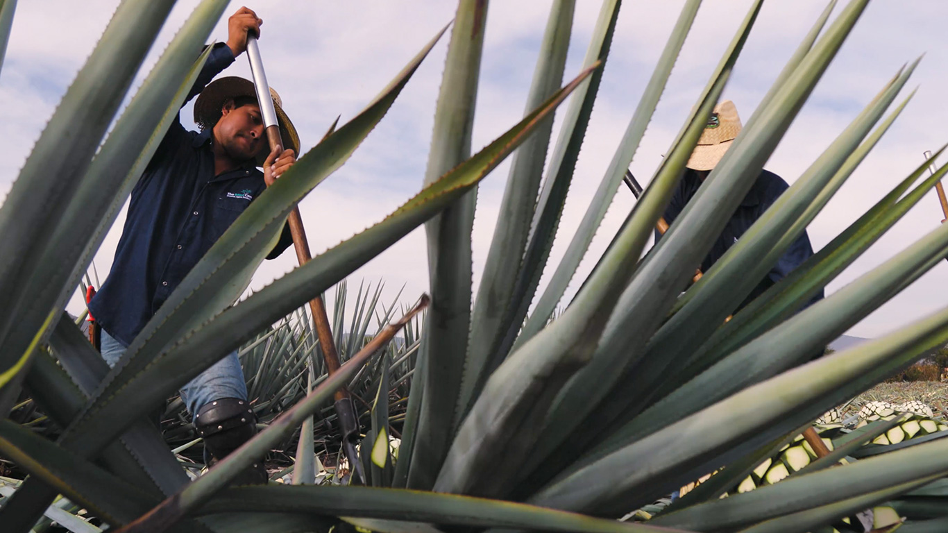 Agave Field